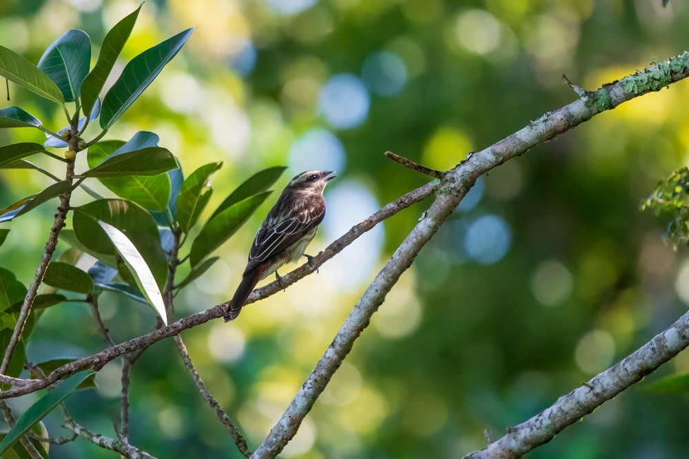Variegated Flycatcher - ML642121875