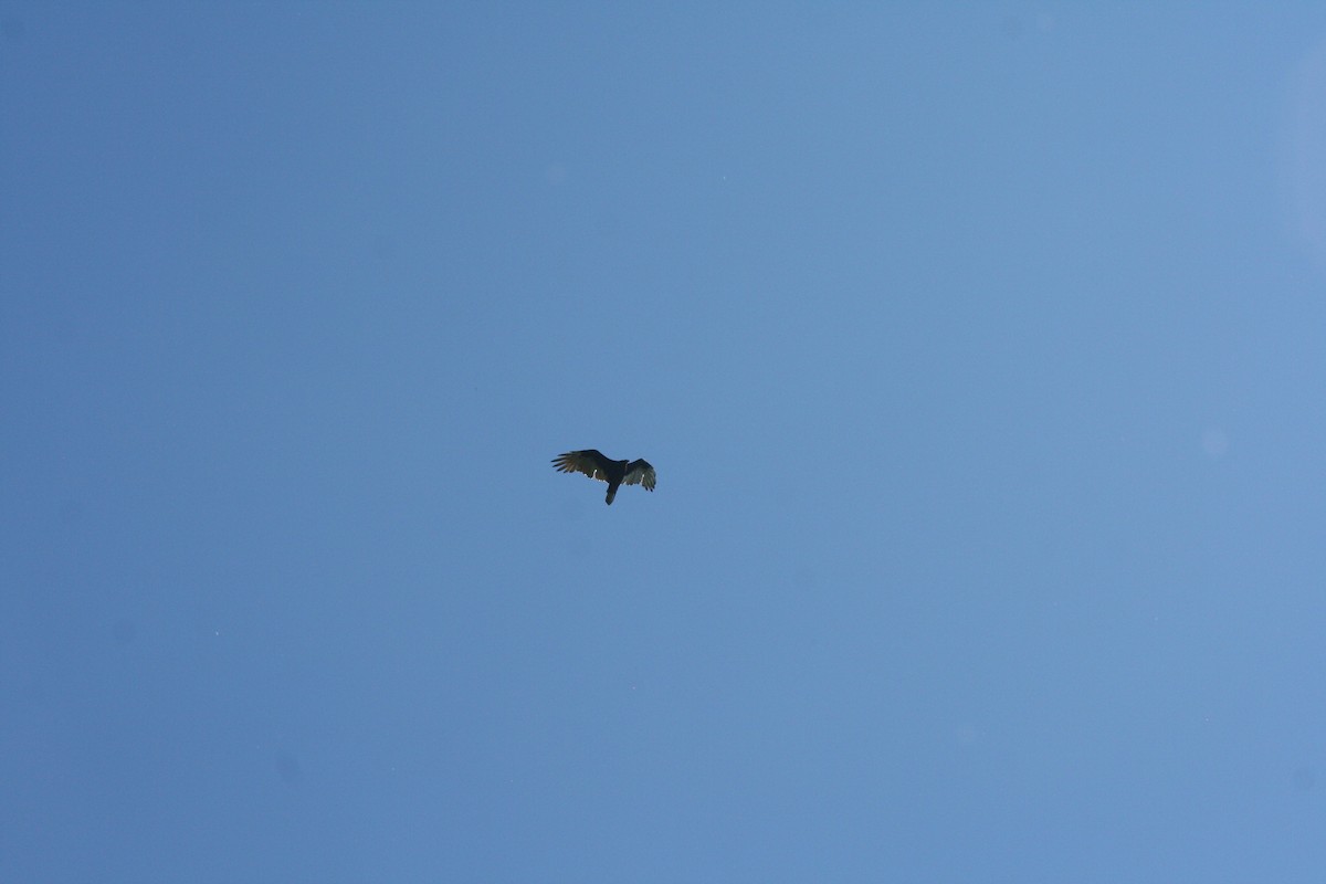 Turkey Vulture - ML642121881
