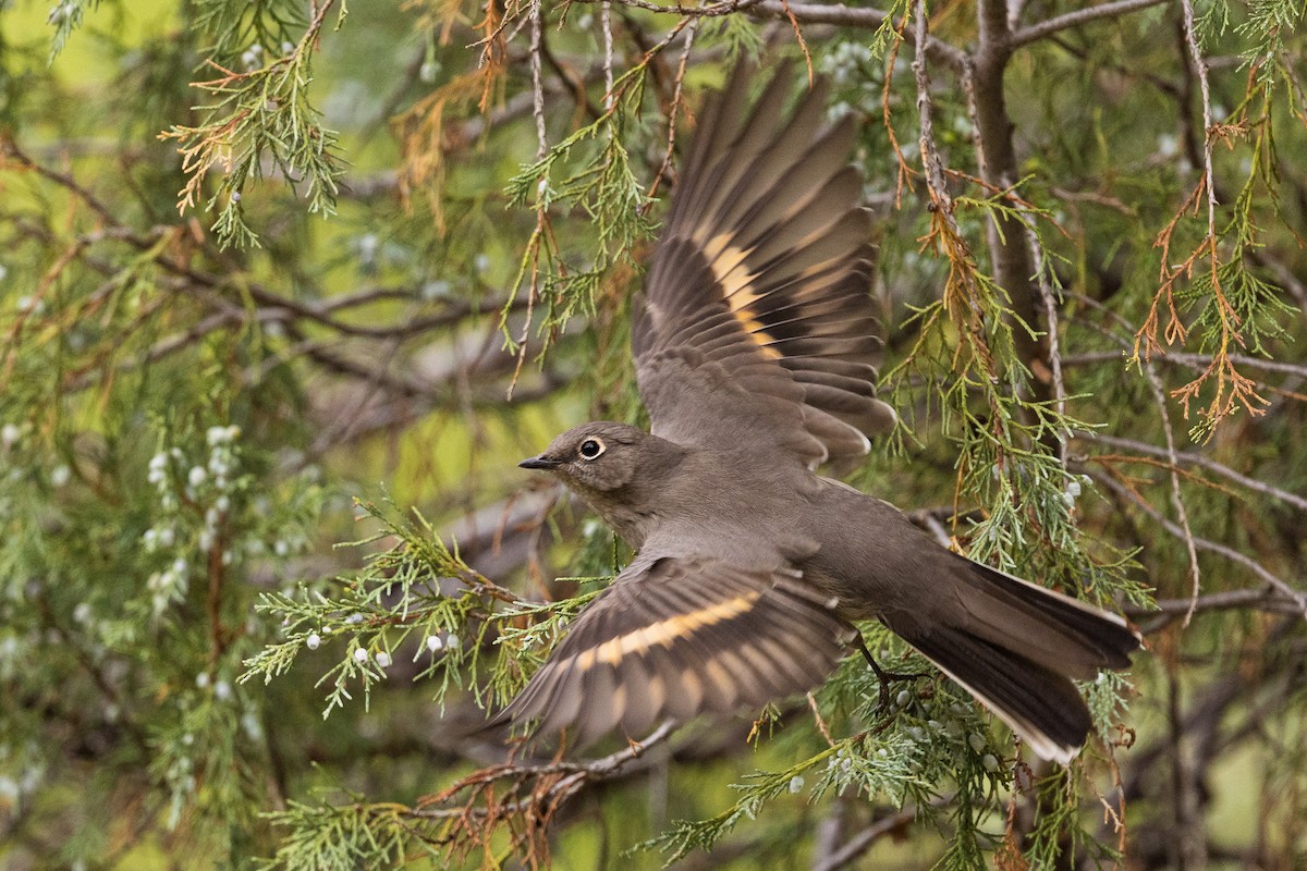 Townsend's Solitaire - ML642121885