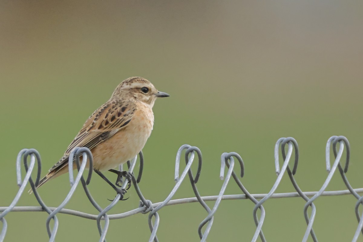 Whinchat - ML642121893