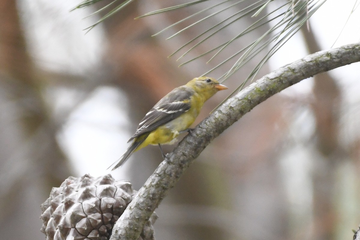 Western Tanager - ML642121904