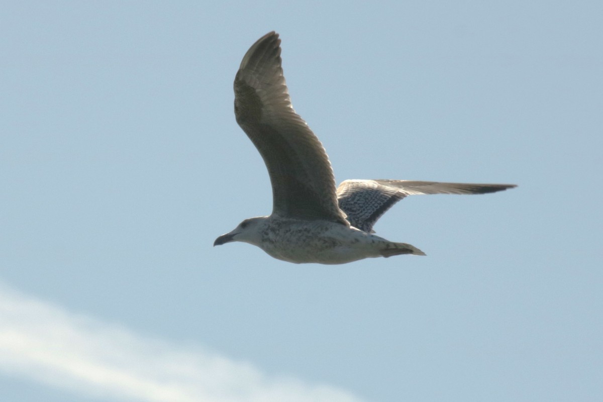 Great Black-backed Gull - ML642121908