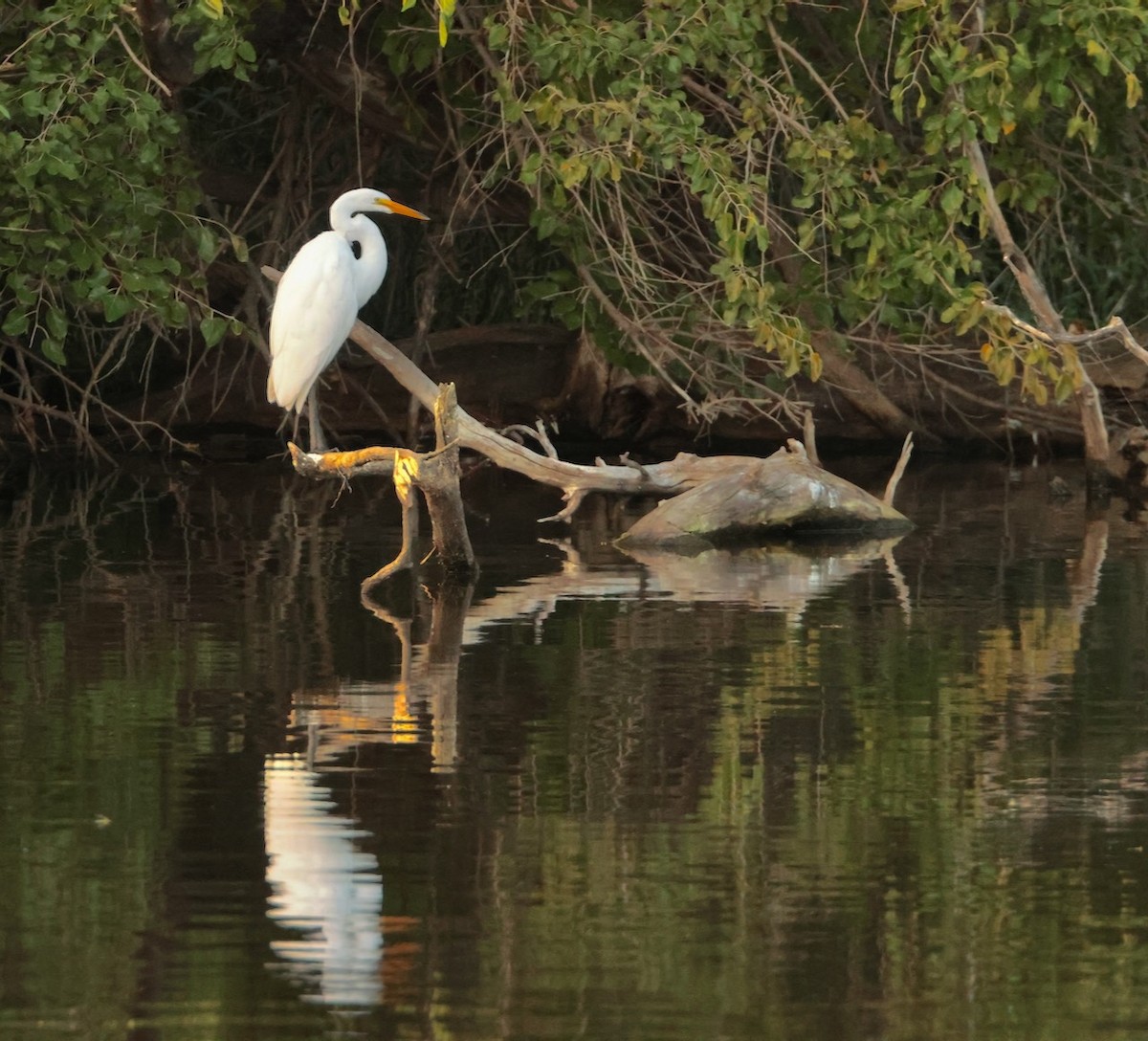 Great Egret - ML642121910