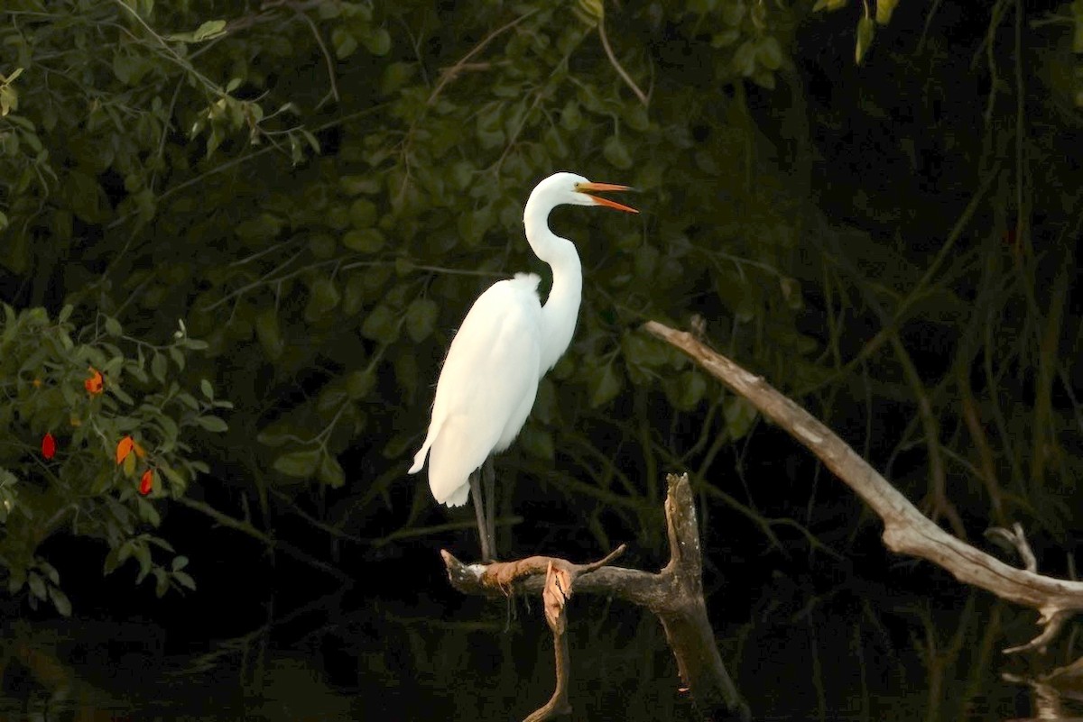 Great Egret - ML642121912