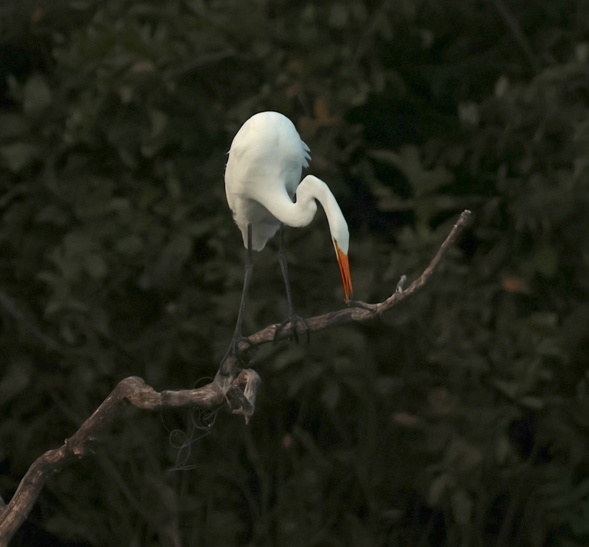 Great Egret - ML642121915