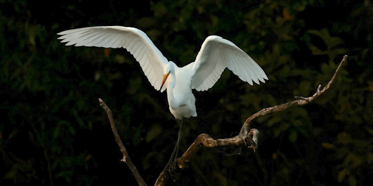 Great Egret - ML642121920