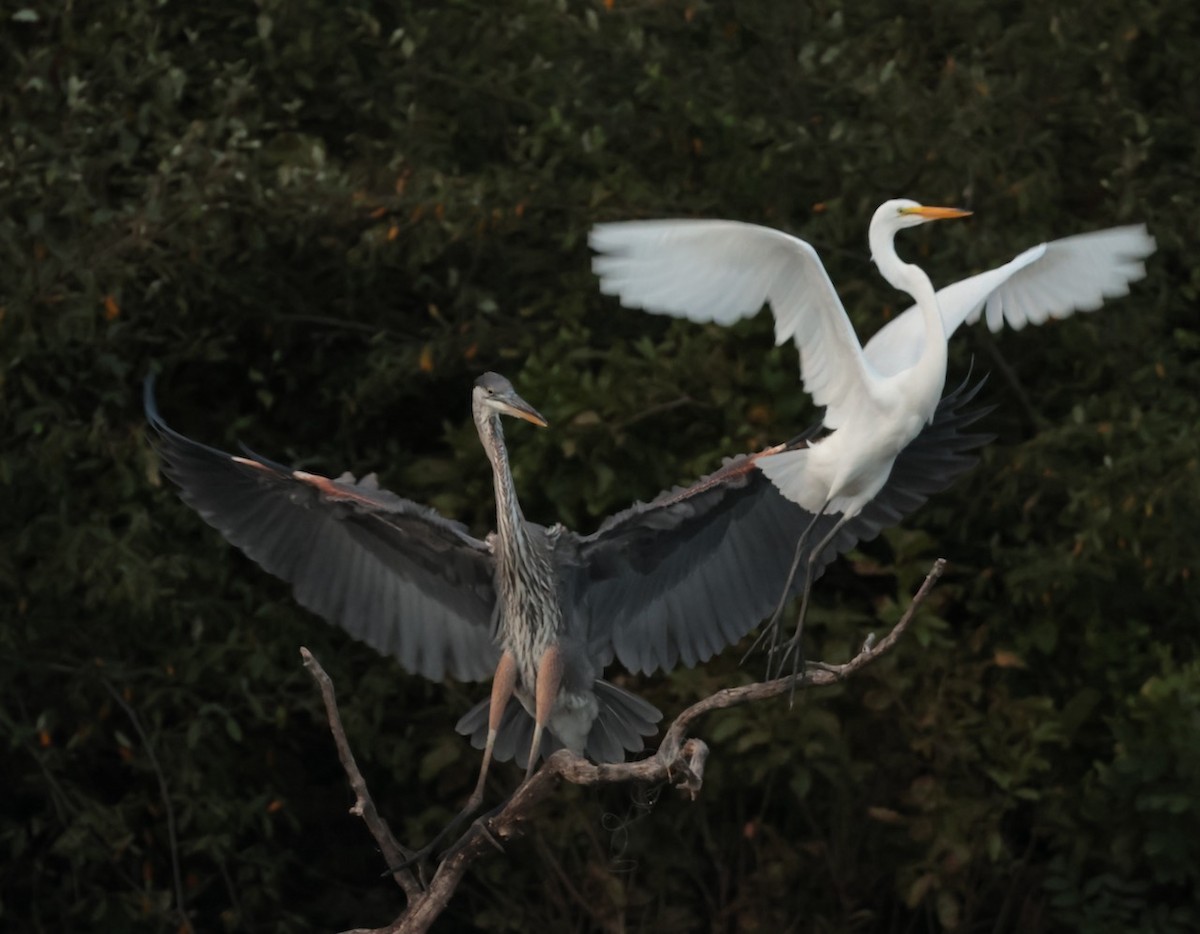 Great Egret - ML642121925