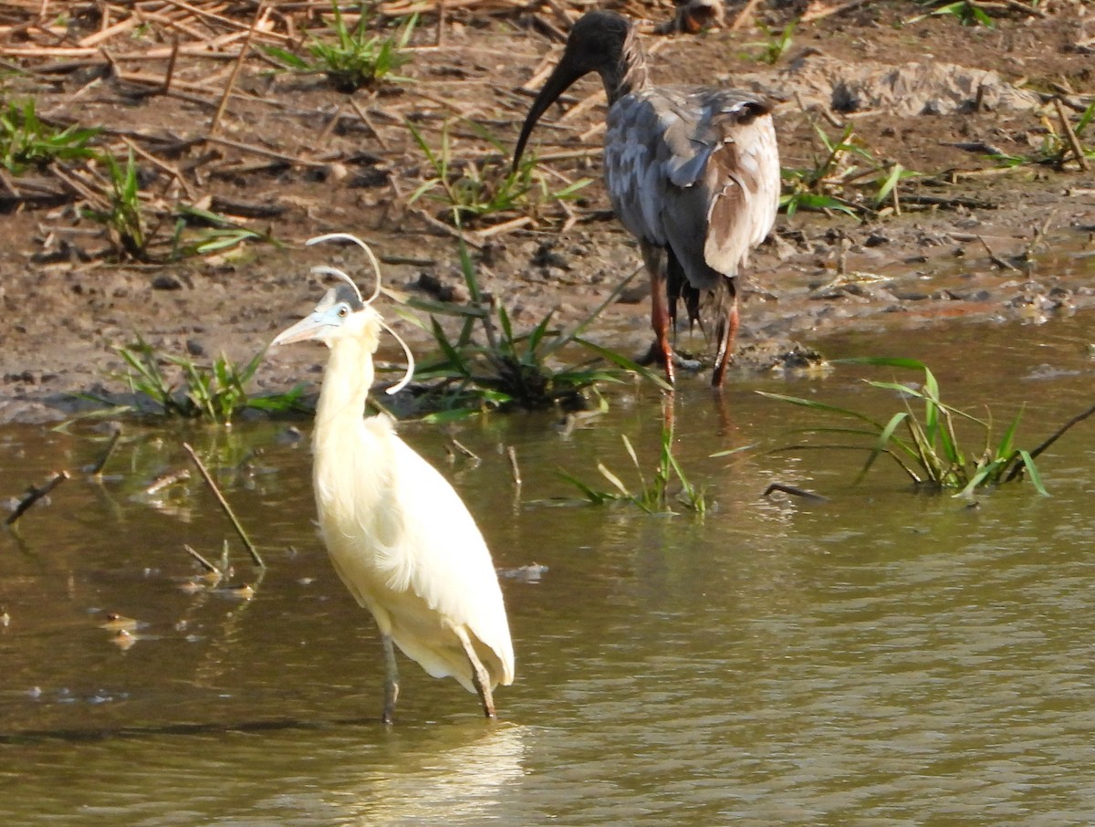 Capped Heron - ML642121935
