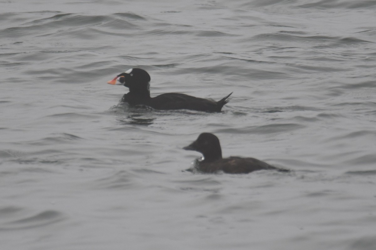 Surf Scoter - ML642121941