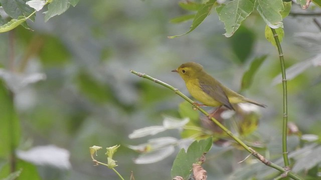 kalottparula - ML642121943