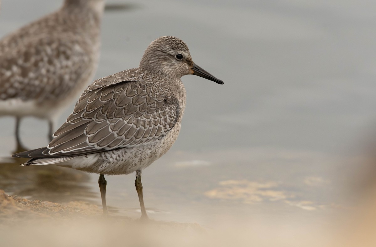 Red Knot - ML642121952