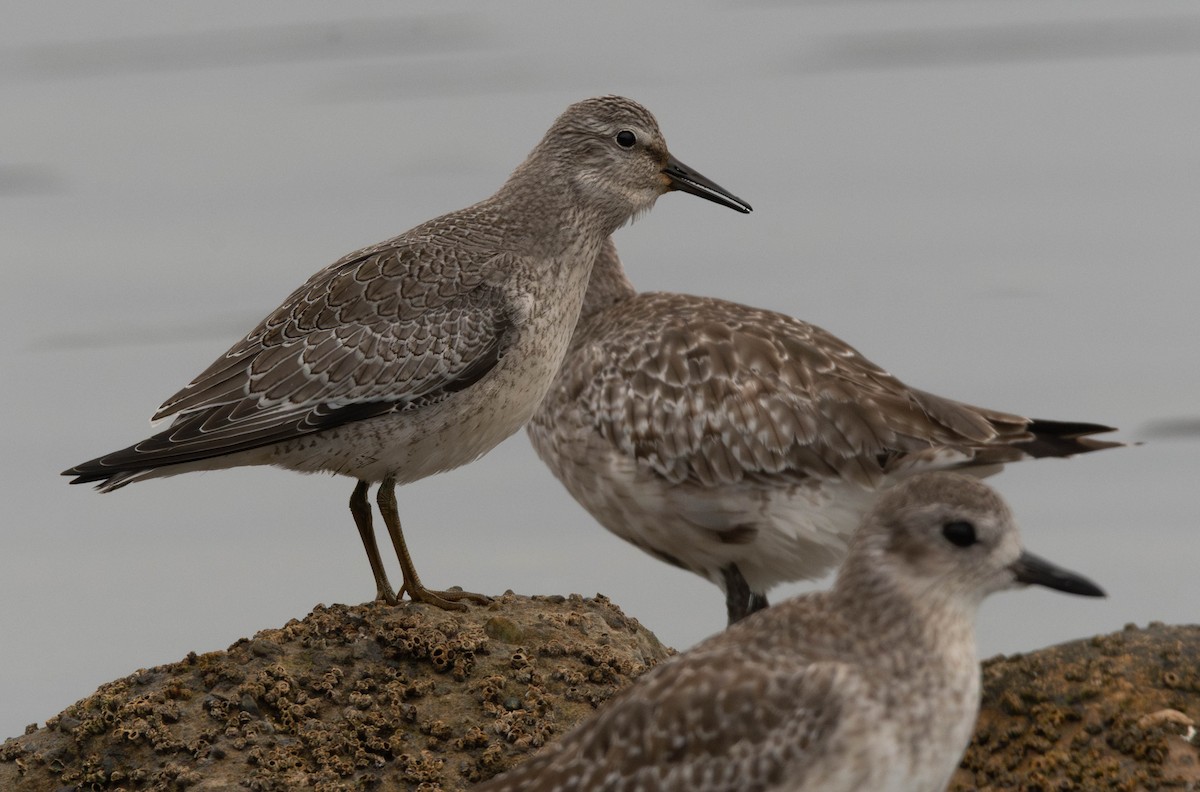 Red Knot - ML642121955