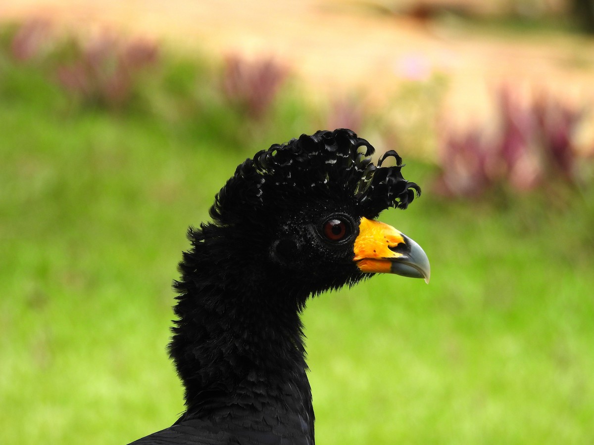メスグロホウカンチョウ - ML642121980