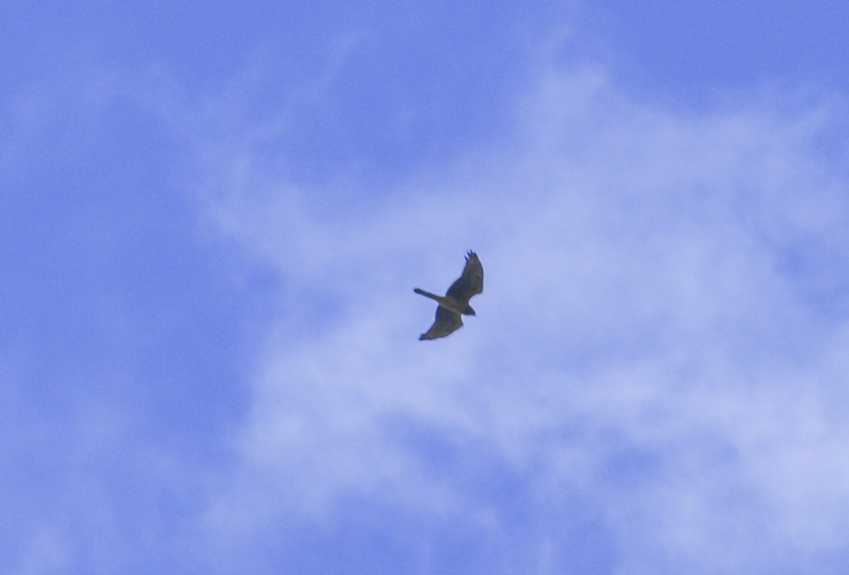 Northern Harrier - ML642121994