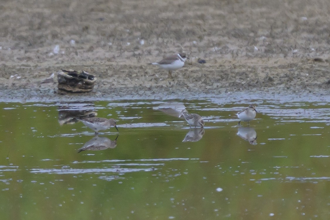 bonapartesnipe - ML642121998