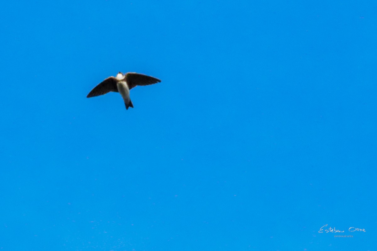 Cliff Swallow - ML642122005
