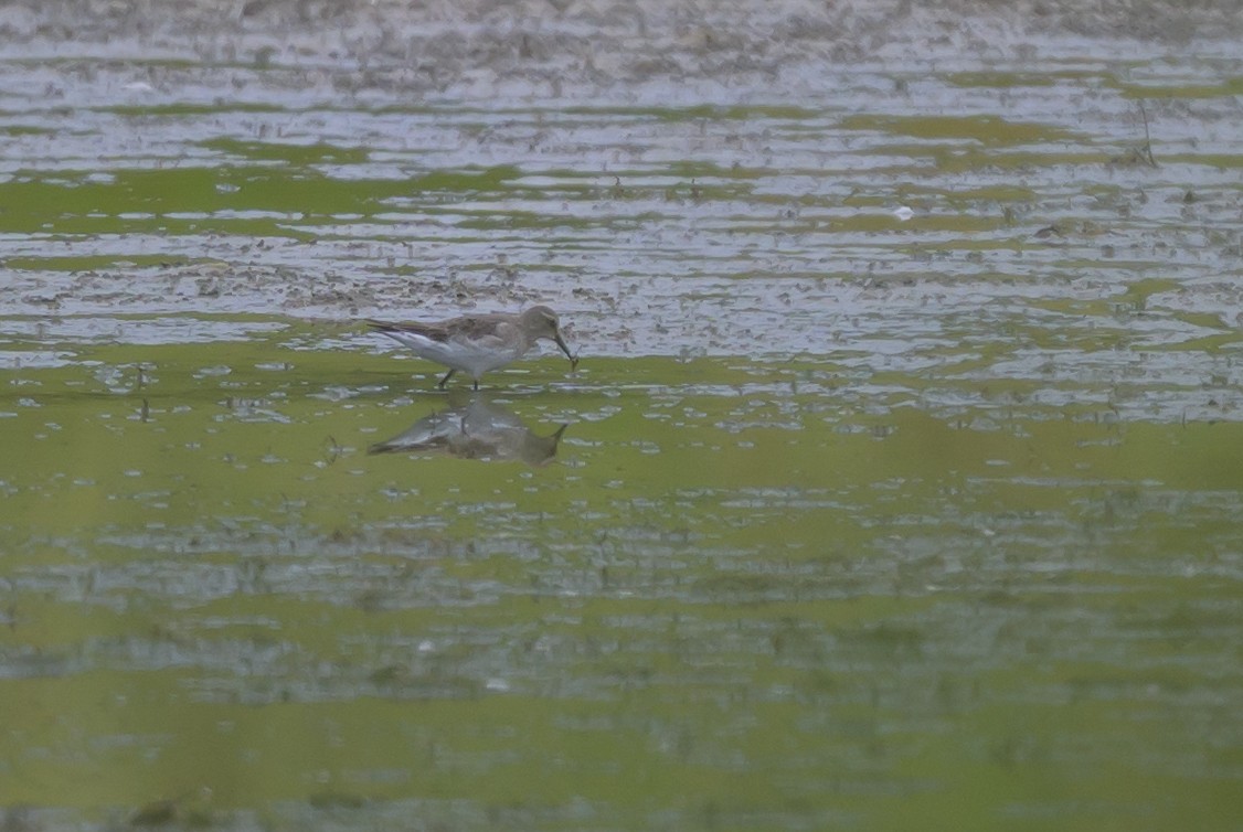 bonapartesnipe - ML642122011