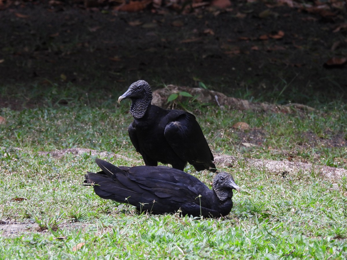 Urubu noir - ML642122013