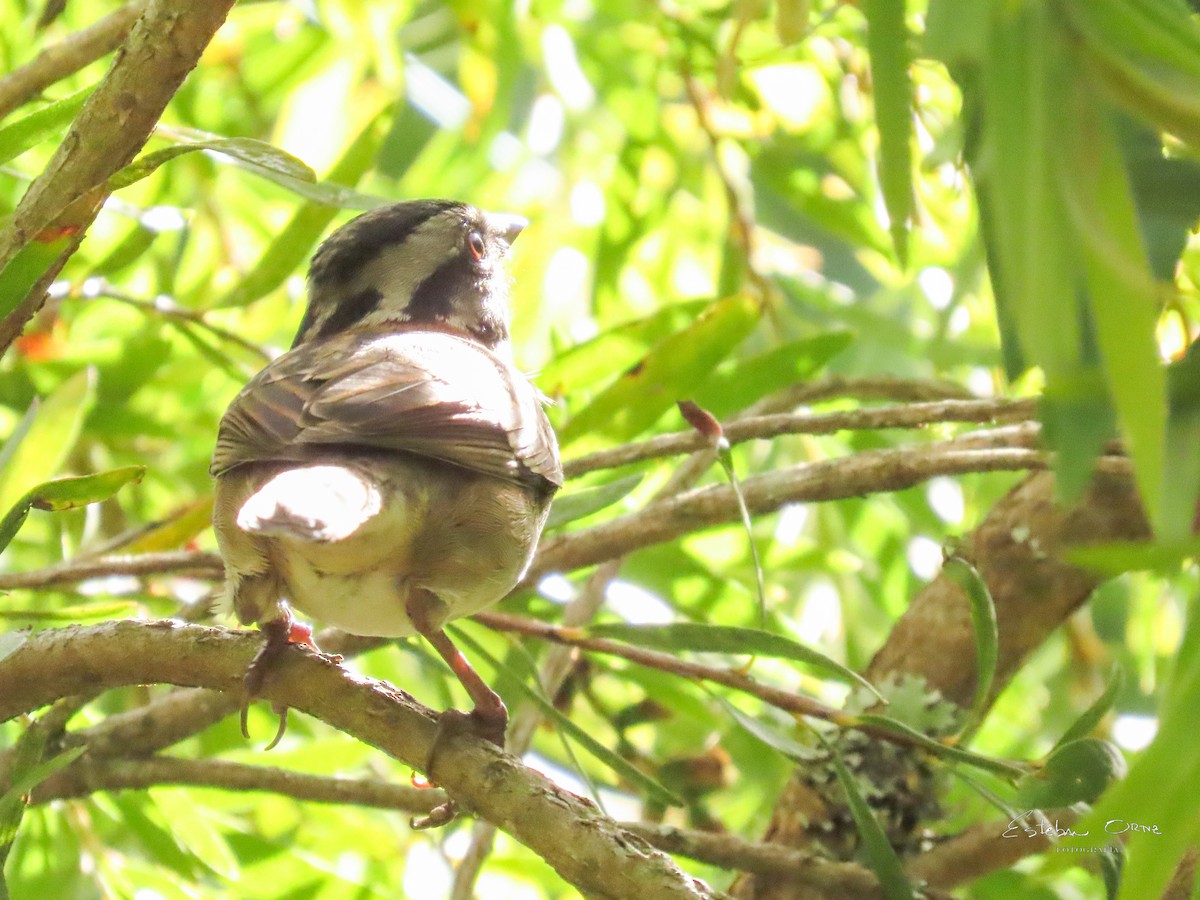 Rufous-collared Sparrow - ML642122017