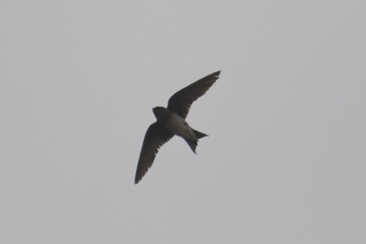 Purple Martin - ML642122024