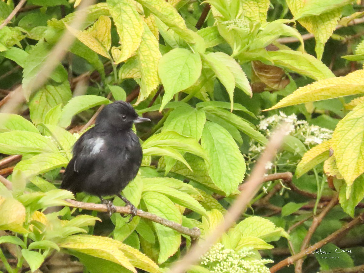 Black Flowerpiercer - ML642122026