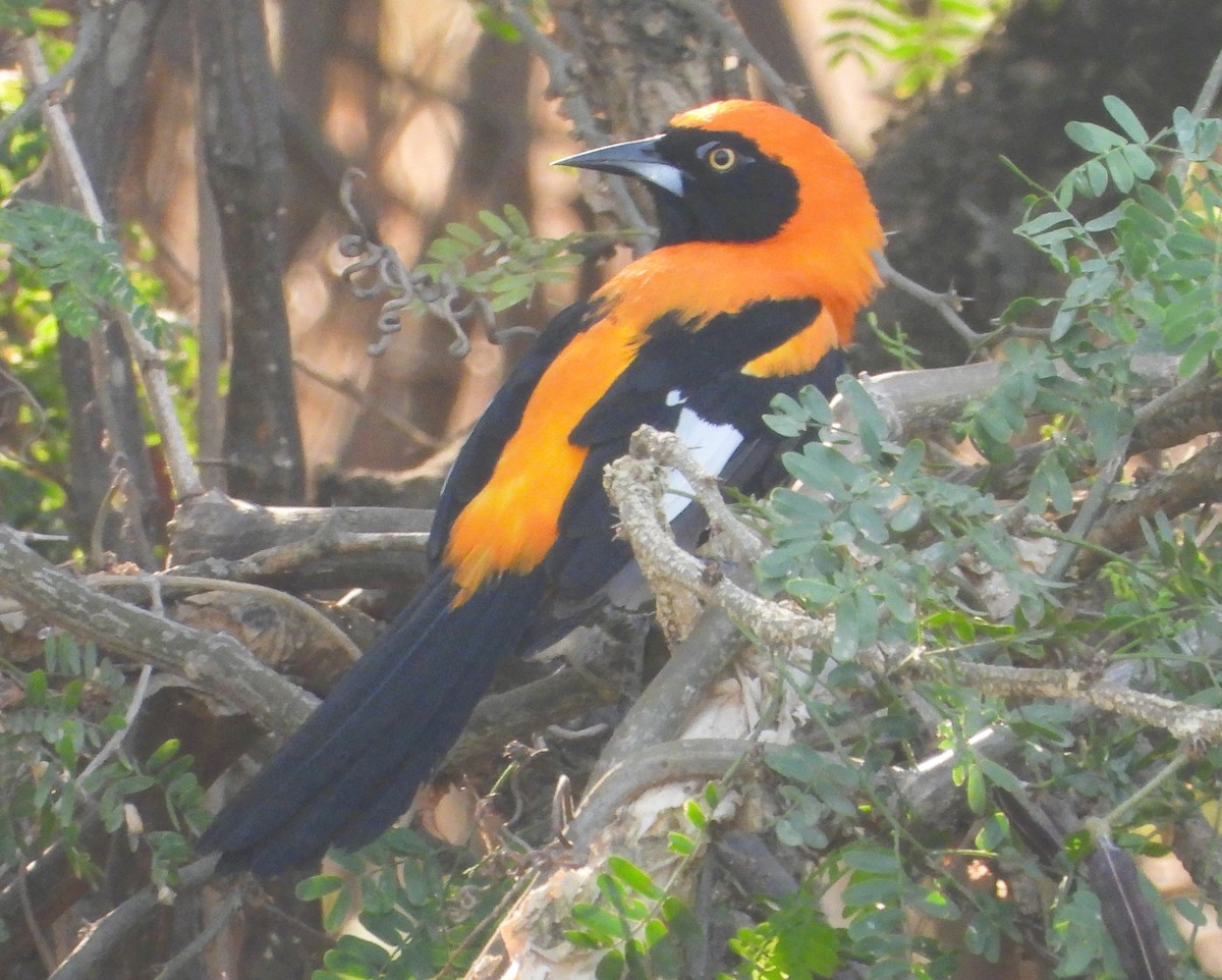 Orange-backed Troupial - ML642122027