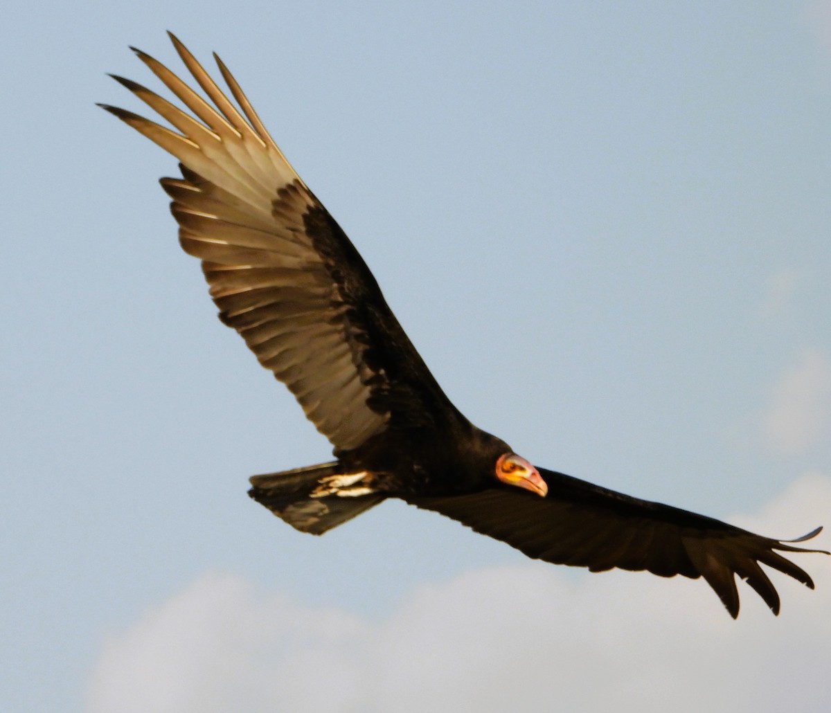 Lesser Yellow-headed Vulture - ML642122031
