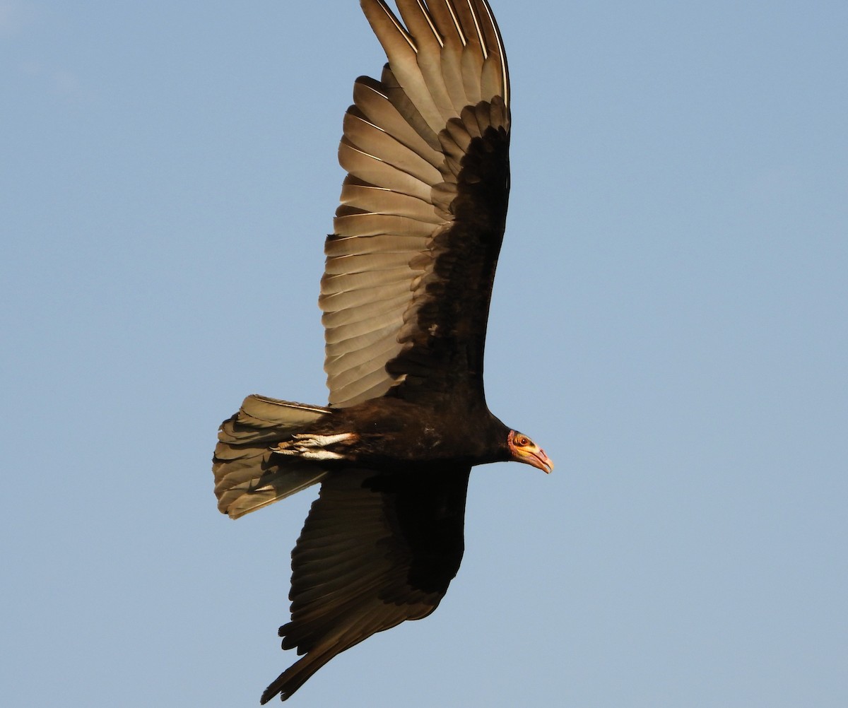 Lesser Yellow-headed Vulture - ML642122034