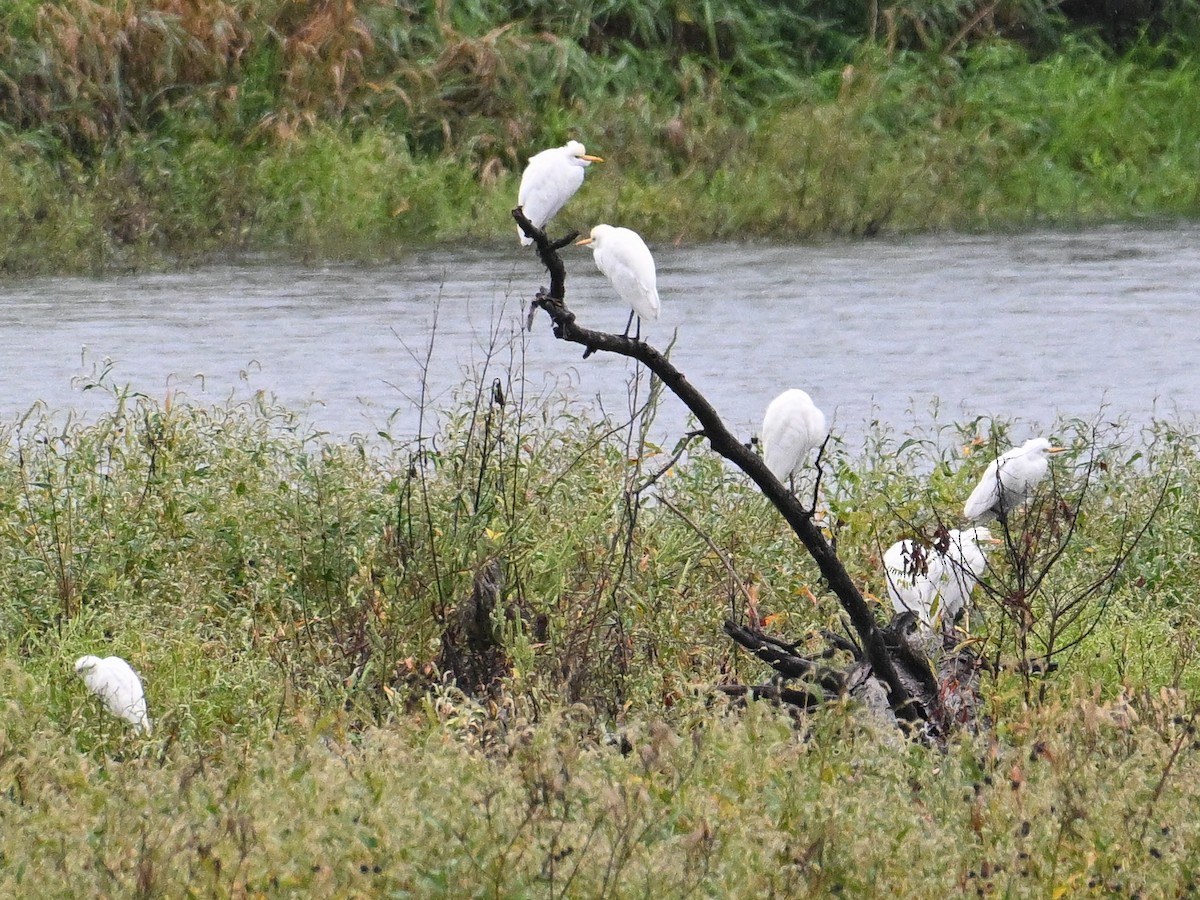 Western Cattle-Egret - ML642122059