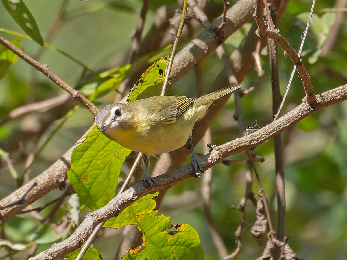 Philadelphia Vireo - ML642122061