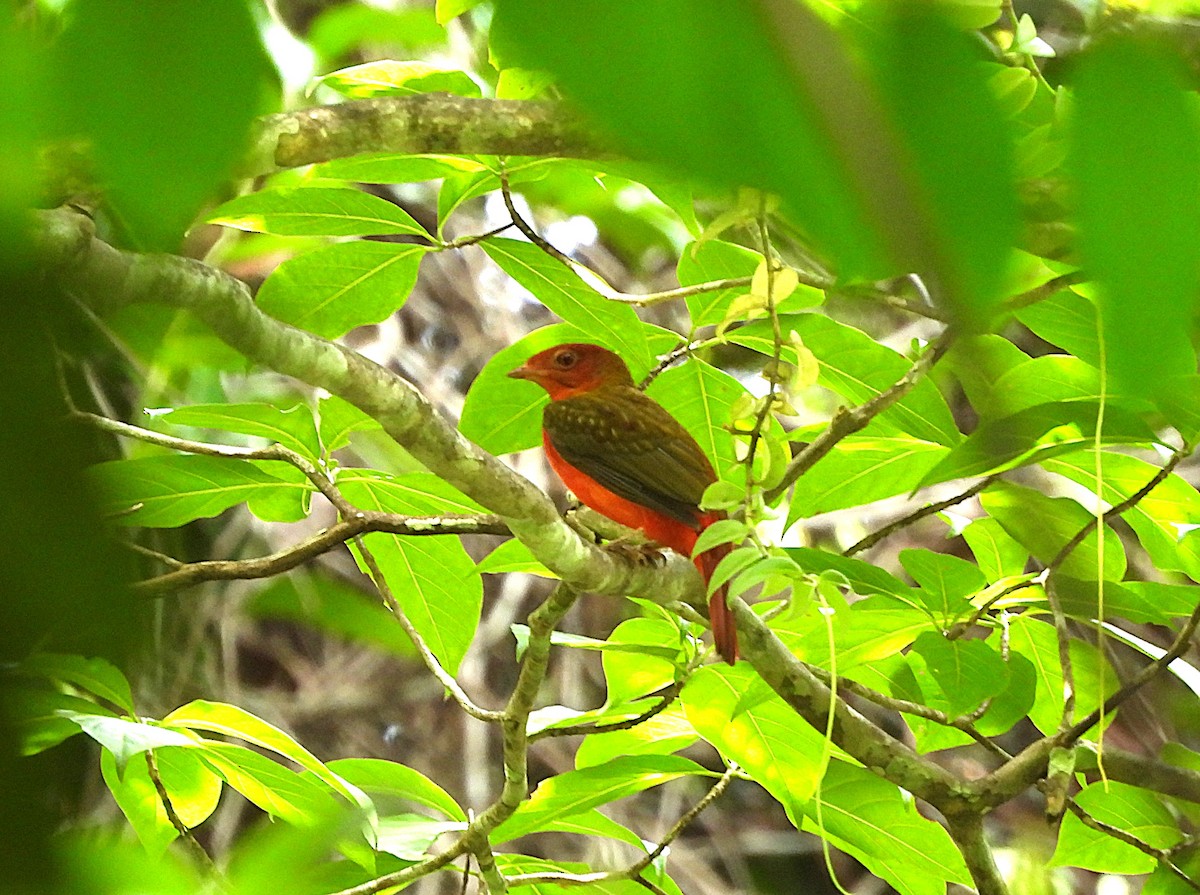 Cotinga ouette - ML642122064
