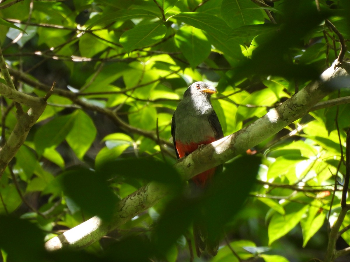 Trogon à queue noire - ML642122069