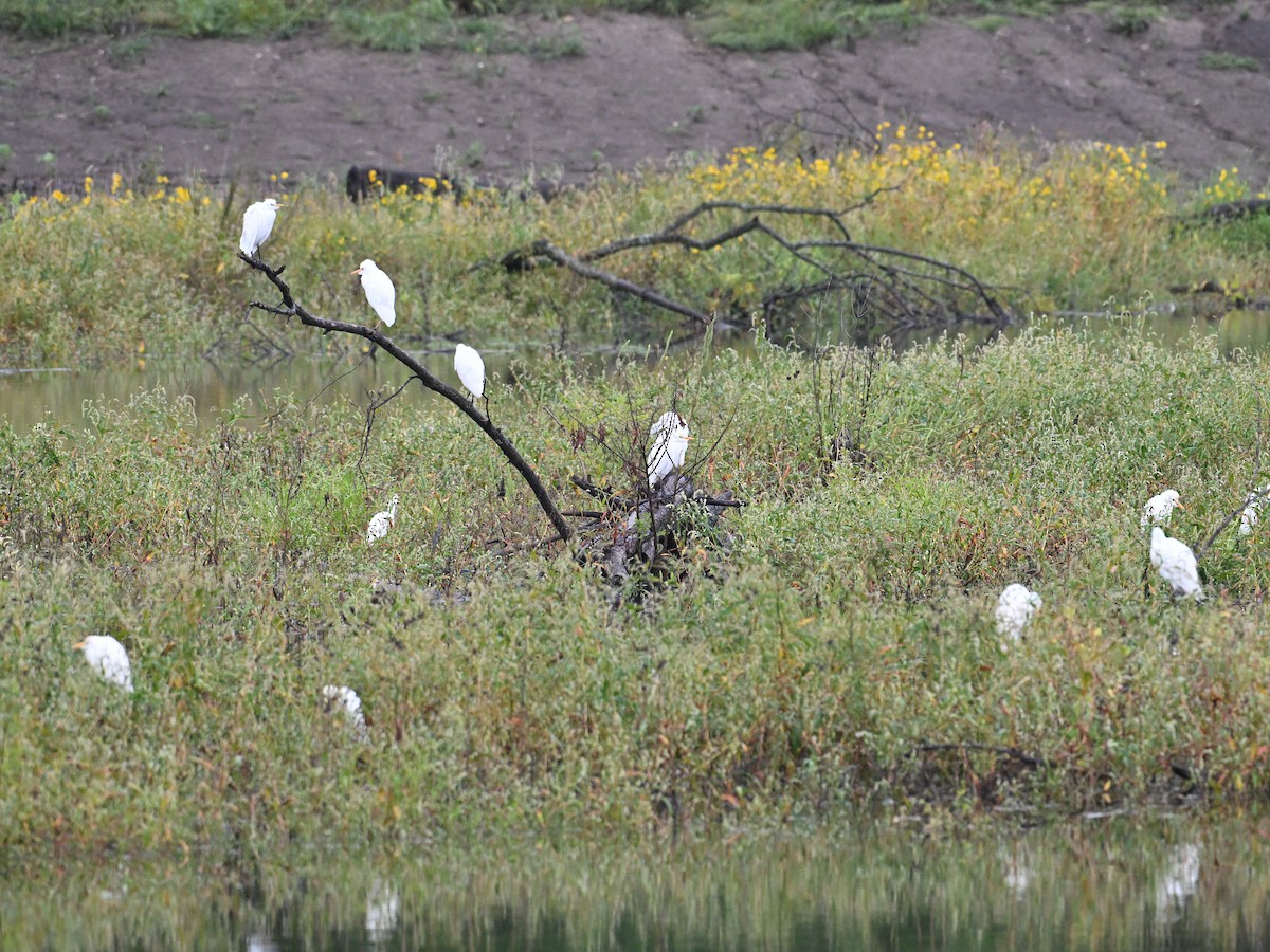 Western Cattle-Egret - ML642122072
