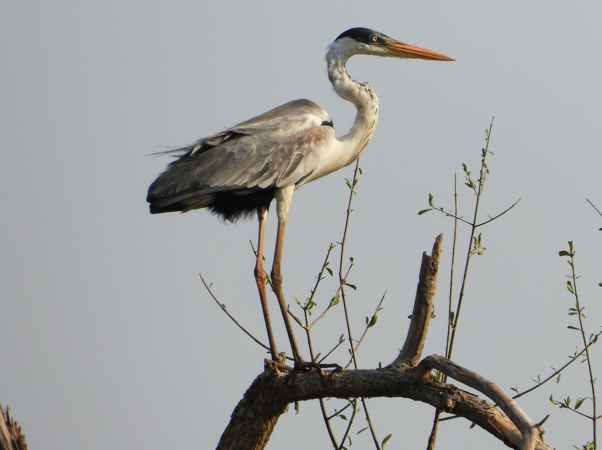 Cocoi Heron - ML642122075