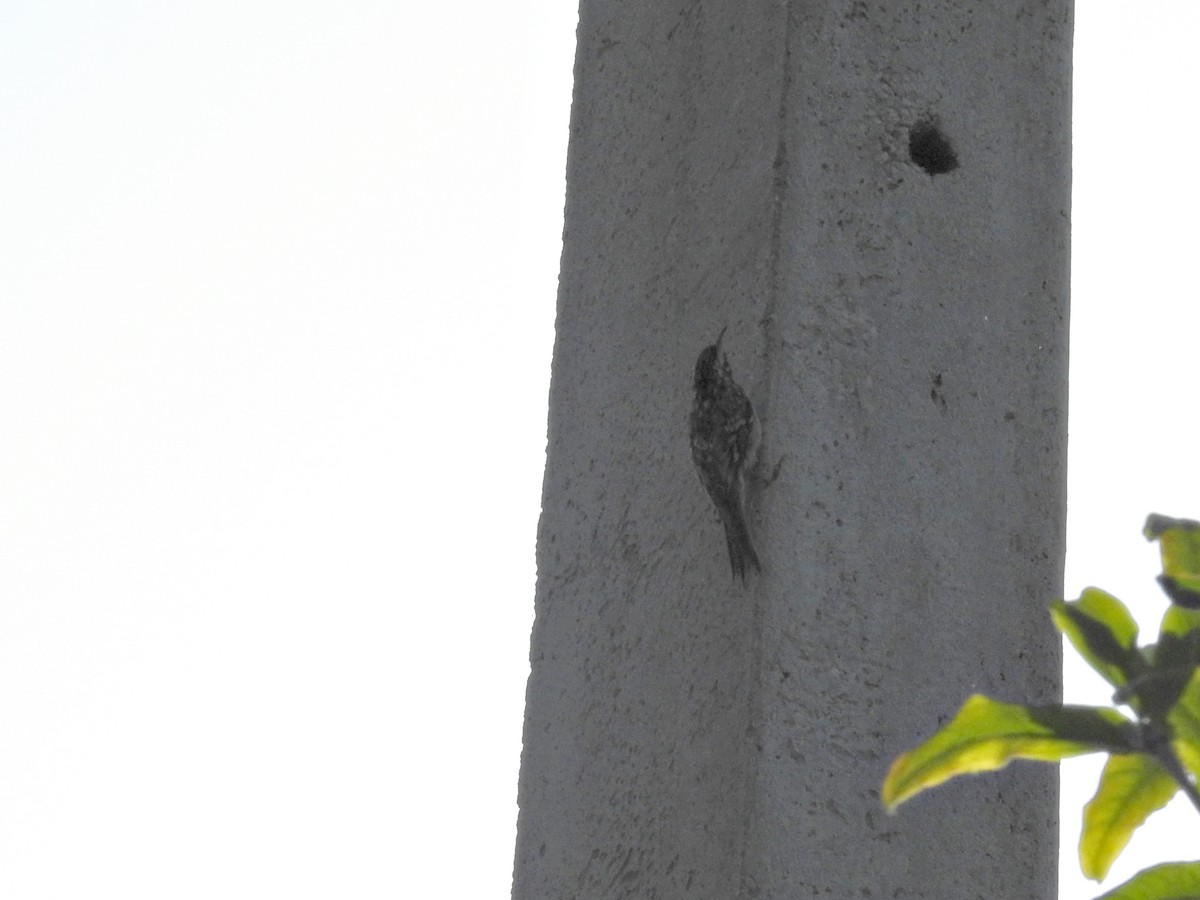 Short-toed Treecreeper - ML642122079