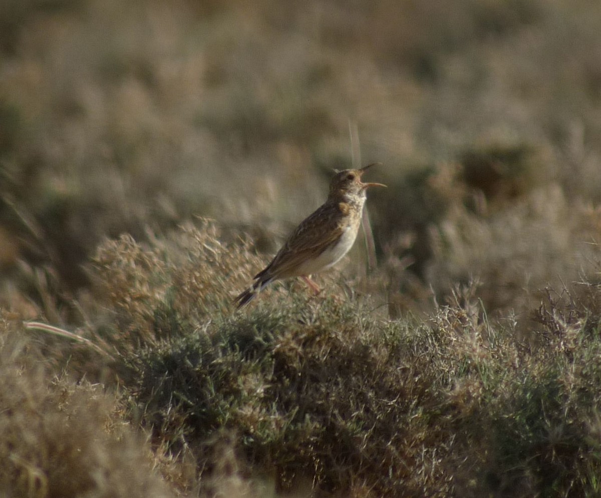 Dupontlerche - ML642122083