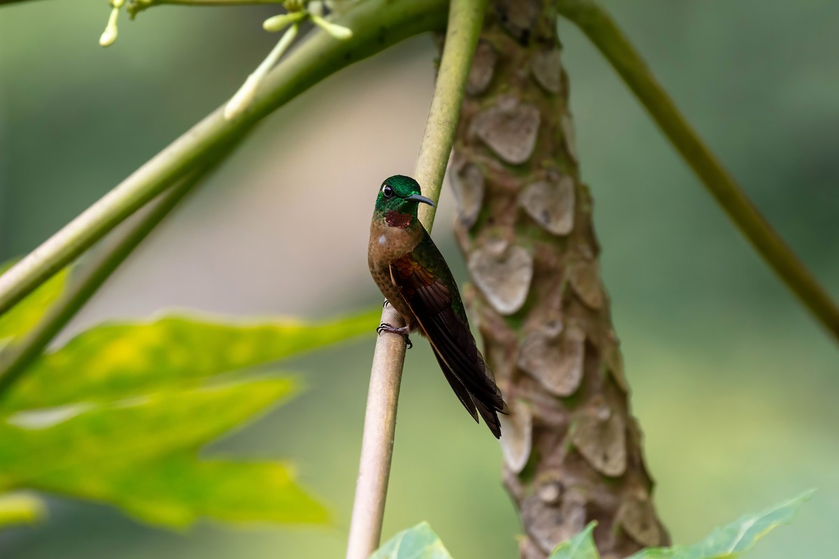 Fawn-breasted Brilliant - ML642122086