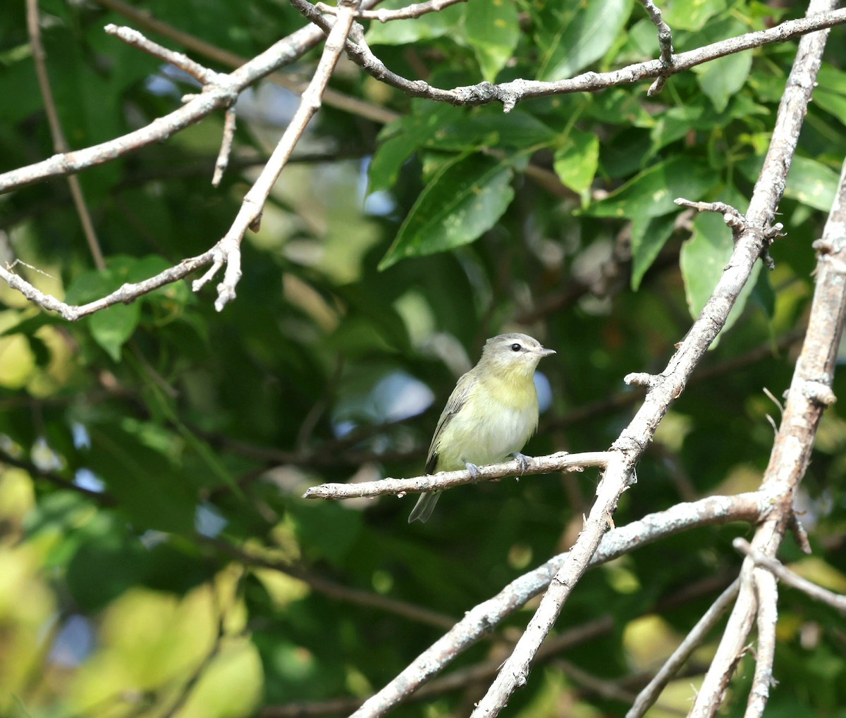 Philadelphia Vireo - ML642122087