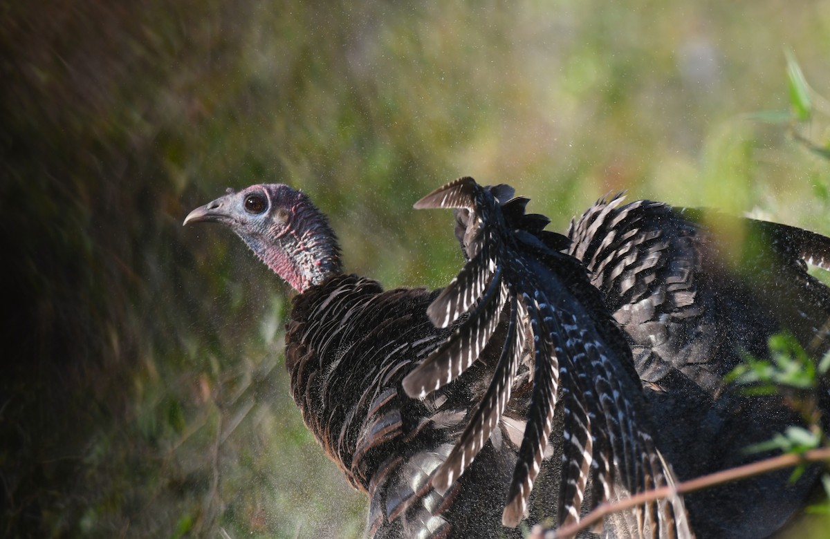 Wild Turkey - ML642122092