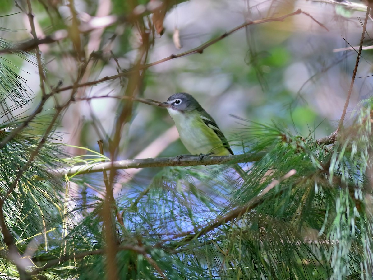Blue-headed Vireo - ML642122101