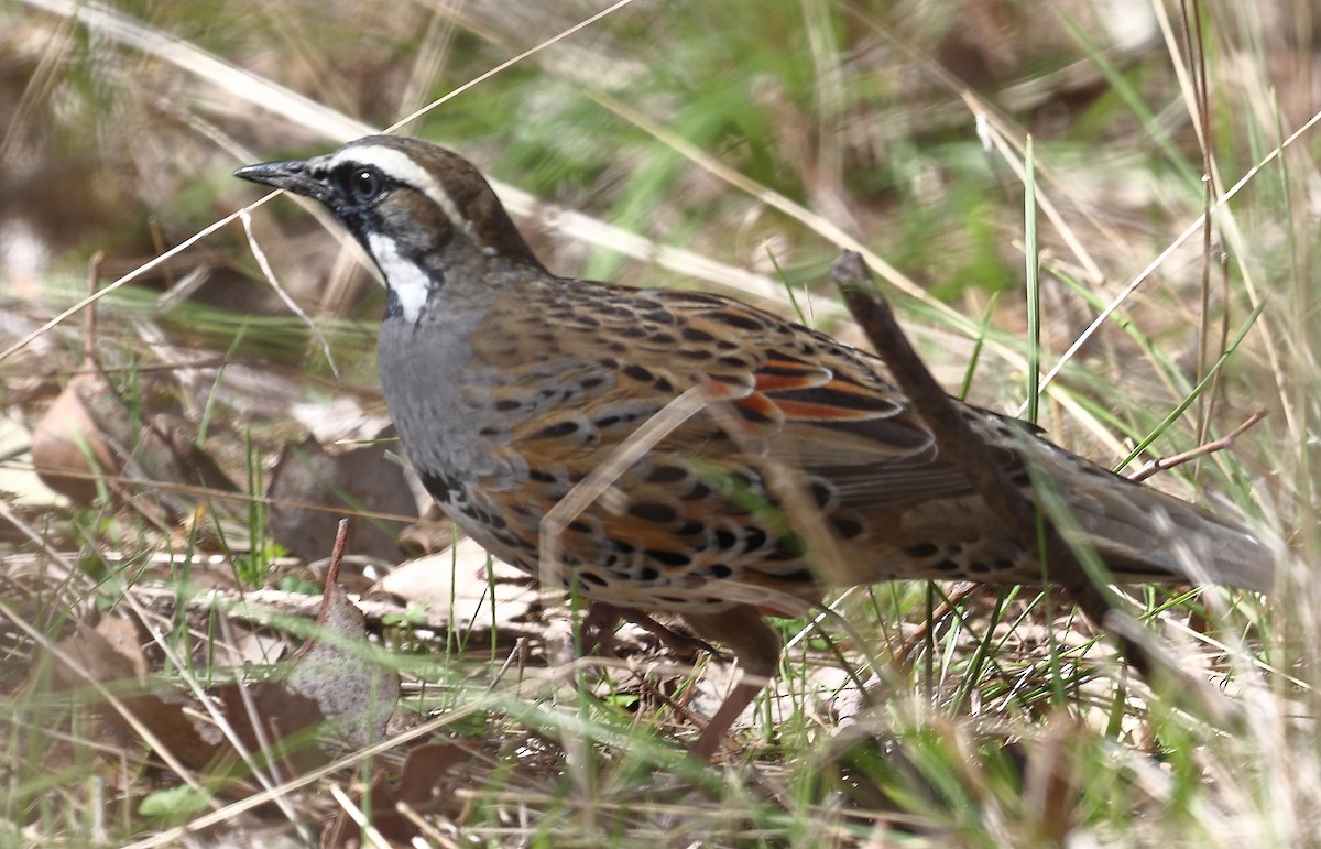 Spotted Quail-thrush - ML642122119