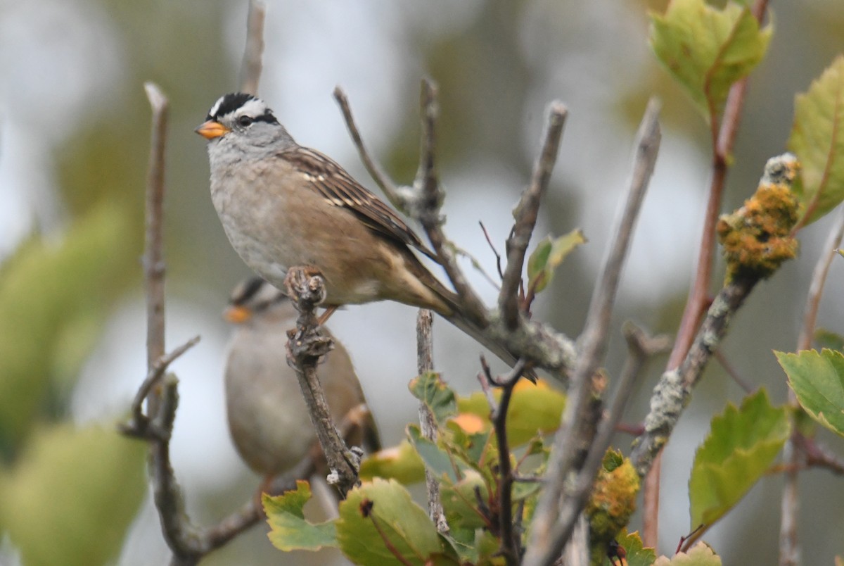 Porsuk Serçesi (pugetensis) - ML642122121