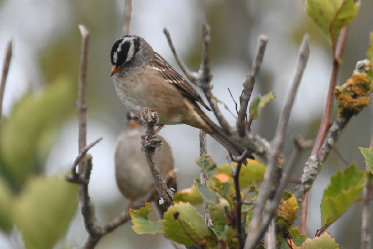 Porsuk Serçesi (pugetensis) - ML642122122