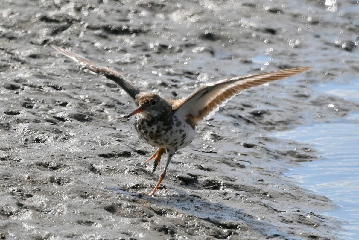 Drosseluferläufer - ML642122134