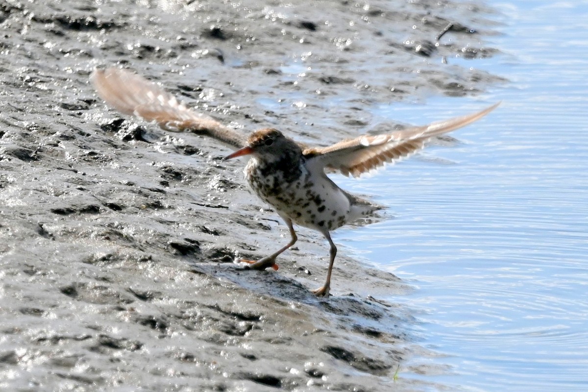 Drosseluferläufer - ML642122135