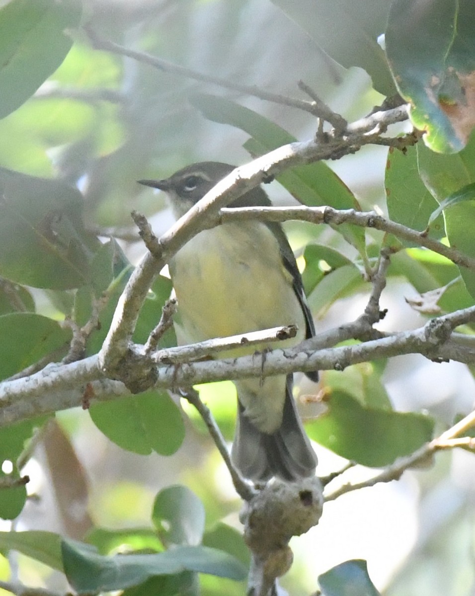 Black-throated Blue Warbler - ML642122139