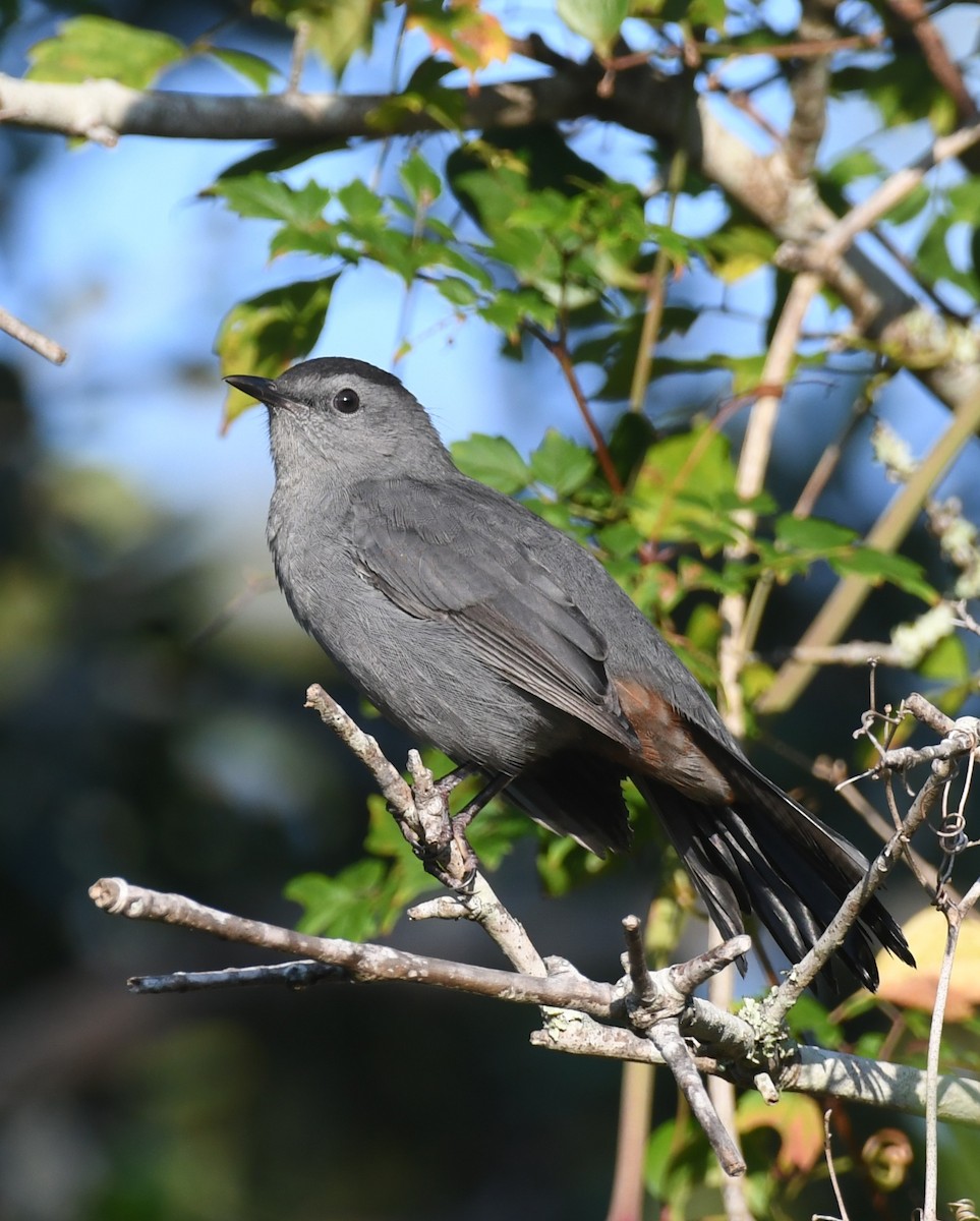 Gray Catbird - ML642122157