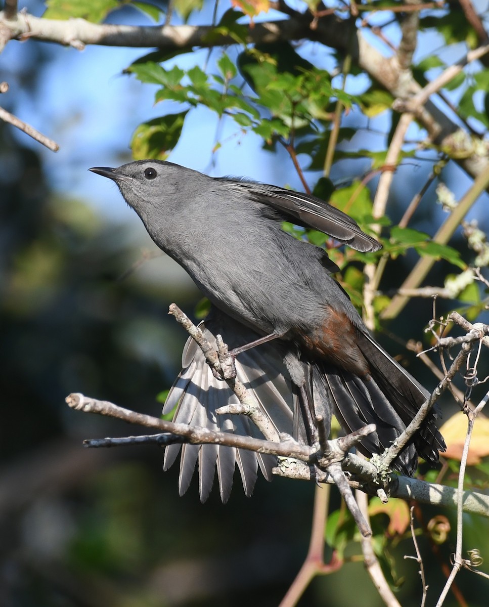 Gray Catbird - ML642122158