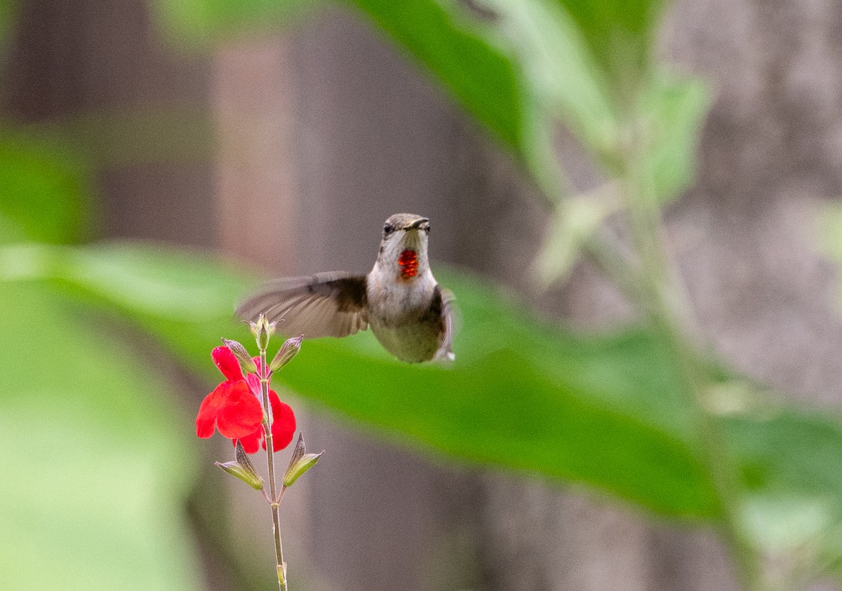 Ruby-throated Hummingbird - ML642122178