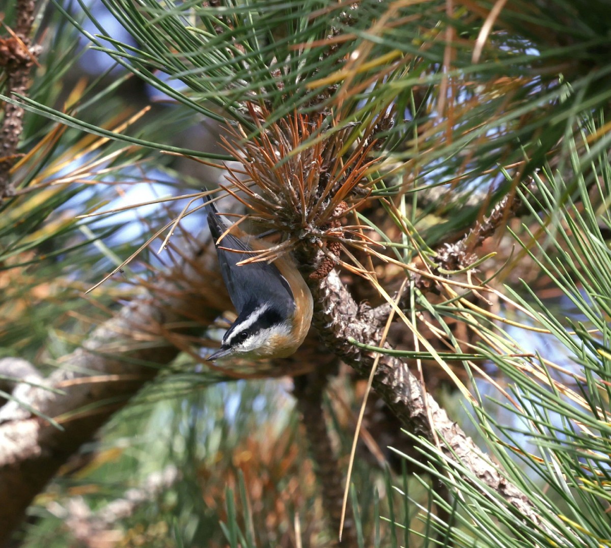 Red-breasted Nuthatch - ML642122198